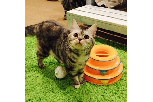 販売中のマンチカンの親猫